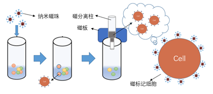 东纳生物推出NanoBeadsTM细胞分选磁珠，为科研和医疗领域再添神器