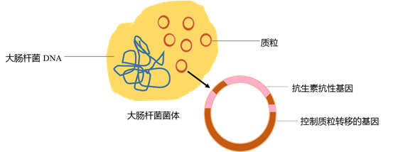 质粒提取与纯化 — 我们不一样