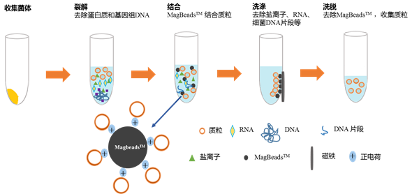 质粒提取与纯化 — 我们不一样