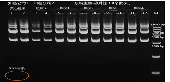 质粒提取与纯化 — 我们不一样