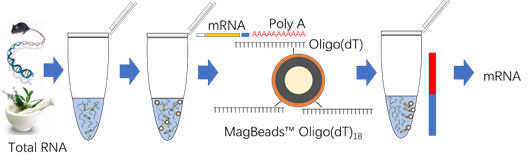 东纳生物MagBeads™ Oligo(dT)18 磁珠代替传统柱层析方法用于mRNA的快速提取和纯化