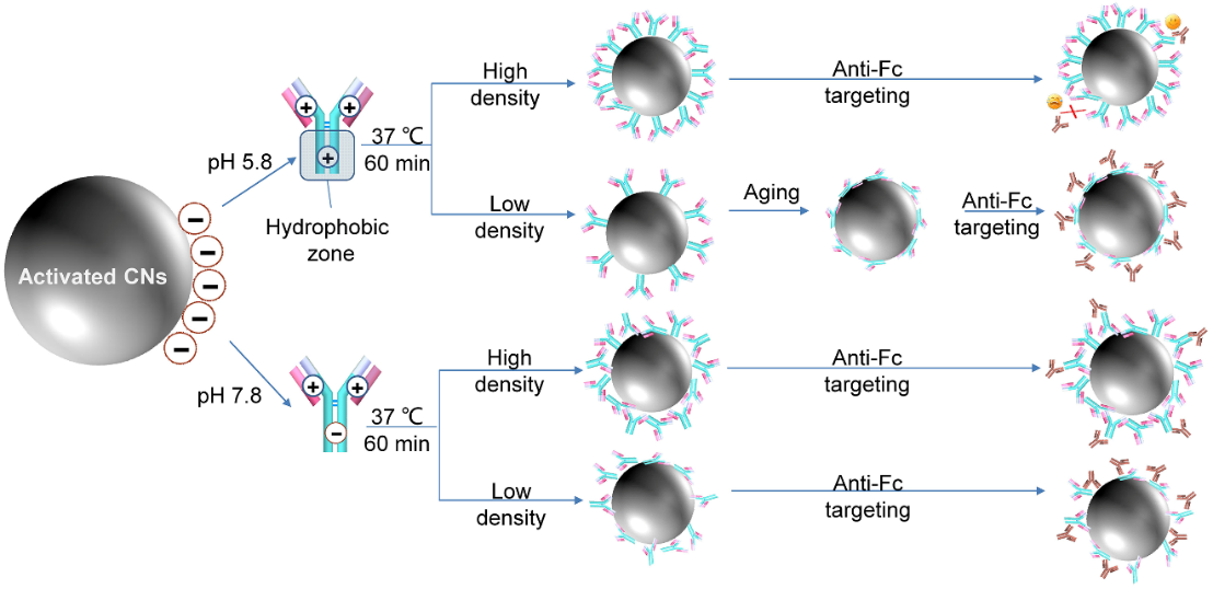 Langmuir封面文章揭示聚苯乙烯微球表面抗体取向偶联的一般方法和原理，更好指导体外诊断试剂开发