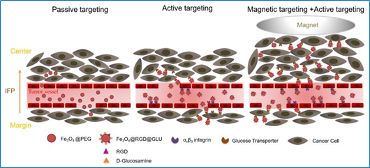 肿瘤磁纳米递送与诊疗技术的关键：深入敌营 ——血管与组织双靶向联合磁力驱动