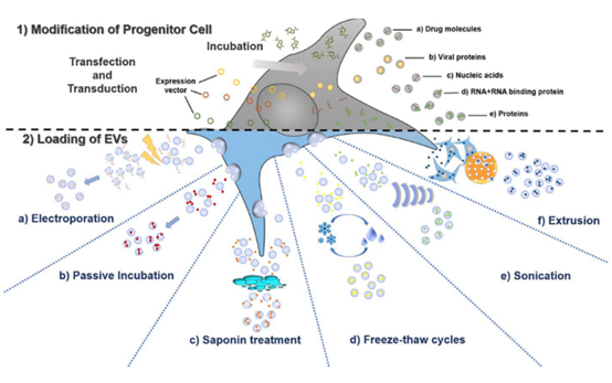 新型「仿生」纳米药物递送系统：如何实现细胞外囊泡载药？