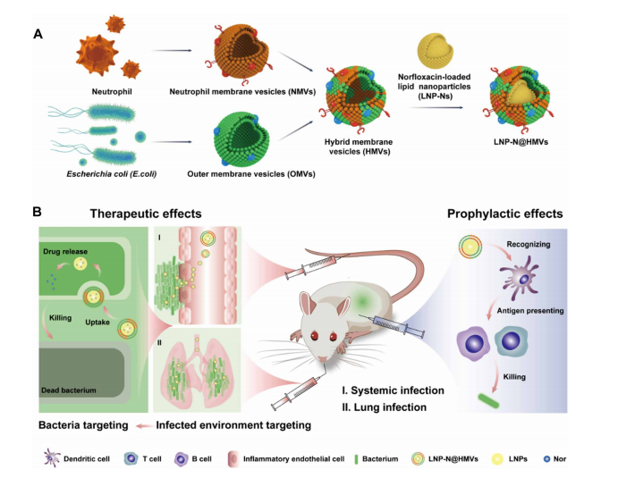 Sci Adv: 细胞膜功能化载药脂质纳米粒：双靶向、高效抗菌、激活免疫