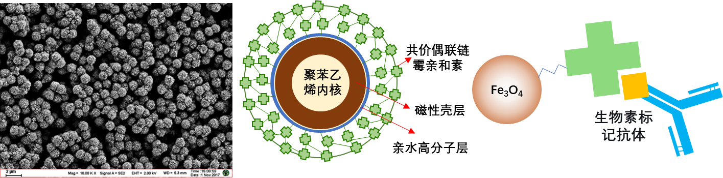 新品推荐│具有化学发光高信噪比性能的1微米链霉亲和素磁珠（改性）