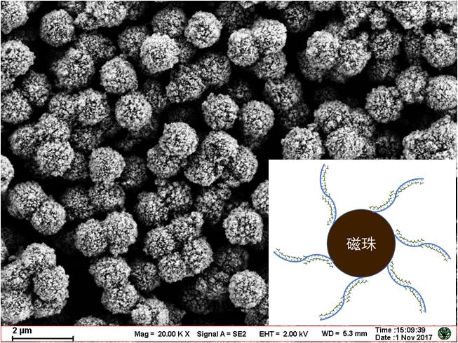 oligo(dt)磁珠